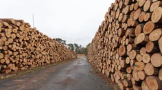 Obrovský úlovok: V dreve určenom pre Európu objavili 100 ton drog