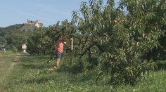 Slovenskí ovocinári hlásia výbornú úrodu: Časť z nej vraj ale zhnije na stromoch