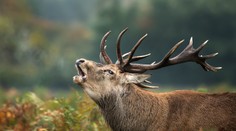 Muž sa vydal uloviť jeleňa. Zviera mu roztrhlo polovicu tváre