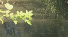 Kuriózny úlovok detí: Pri Nitre chytili polmetrovú piraňu