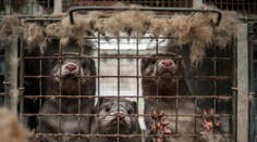 Po výskyte koronavírusu na norkových farmách v Holandsku začínajú likvidovať zvieratá