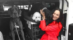 Ak cestujete so psíkom na dovolenku autom, tu nájdete tri základné pravidlá