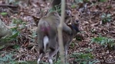 VIDEO: Vedcov prekvapil nezvyčajný jav. Opice sa pokúšali spáriť s laňou