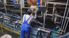 Niektorí Slováci majú pre šírenie krívačky obavy z mlieka. Odborník má pre nich jasnú odpoveď