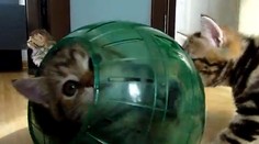 Rozkošné mačiatka objavili čaro  plastovej gule