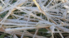 Slovenskí poľnohospodári hlásia prvú škodu po aprílových mrazoch