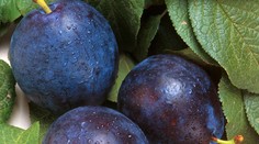 Slivky a krížovky. Čo majú spoločné?