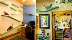 Tomu sa hovorí milovník mačiek. Za 25-tisíc eur pre ne prerobil dom