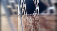 My sme les zverejnil znepokojivé video odchytového zariadenia pre medvede, všade bola krv