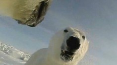 Ako trávia deň polárne medvede? Špeciálne kamery na obojkoch všetko zachytili