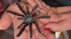 V Banskej Bystrici môžete vidieť výstavu exotických pavúkov. Pohľad na ne vám môže odbúrať strach