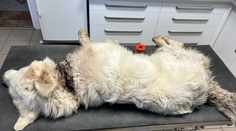 Muž z východného Slovenska brutálne týral svojho psa. Čuvača držal na reťazi, potom ho vyhodil z auta