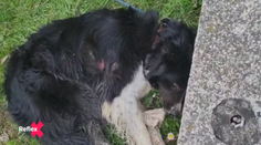 Pes takmer utýraný na turistike