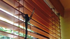 Vážka ako z Jurského parku: Pripomínala malú helikoptéru