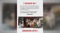 Psa, ktorého na Silvestra v Spišskej Sobote vyplašil delobuch, našli až v Lotyšsku