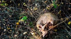 Desivý objav pri ihrisku: Deti sa hrali a našli ľudskú lebku. Polícia odhalila ďalšie kosti