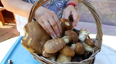 Rastú už huby ako po daždi? Mykologička prezradila, v ktorých oblastiach by sme ich mohli nájsť