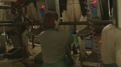 Majitelia družstiev pripravujú karanténu pre tisíce dojičiek