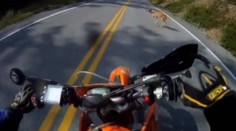 Ako reagovať, keď vám pred auto vybehne divoké zviera?