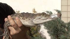 Na Slovensku máme najvzácnejšieho krokodíla na svete
