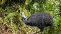 Tragický incident na Floride: Najagresívnejší vták sveta zabil svojho majiteľa