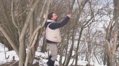 Drevo, z ktorého sa vyrábajú fujary, sa zbiera v zime, keď je stečené z miazgy