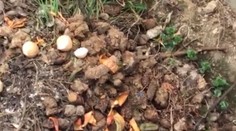 Reštaurácii pod oknami zapáchajú fekálie, suseda to ale vidí ako prírodné hnojivo