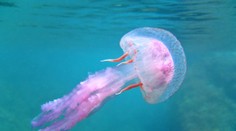 V obľúbených španielskych letoviskách zápasia s inváziou medúz. Situácia je kritická