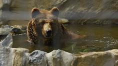 Napätie v bojnickej zoo: Z výbehu ušiel medveď