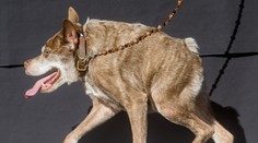 Zákaz držania psa na reťazi? Dobrovoľníci zbierajú podpisy na petíciu