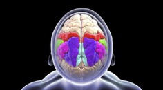 Keď sme unavení, mozog sa nám fyzicky zmení. Vedci sa nevedia zhodnúť na novom objave