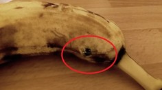 Išiel si zjesť svoj banán. Toto z neho z ničoho nič vyliezlo