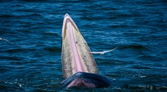 VIDEO: Vedci rozlúštili stredovekú záhadu. Už poznáme pravú identitu bájnej morskej príšery
