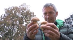 Hubárska sezóna sa ešte neskončila, darí sa aj dubákom