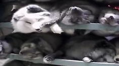 Šokujúce zábery. Toto zažívajú norky, kým z nich spravia kožuch