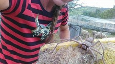 Je toto najväčší pavúk, aký bol kedy odfotený?