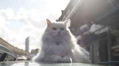 Mačka, ktorú v Poľsku prehlásili za nezvestnú, sa o pár hodín neskôr objavila v Chorvátsku