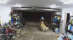 VIDEO: Zvrat pri krádeži bicykla. Muž sa vrátil na miesto činu, aby si pohladkal psa