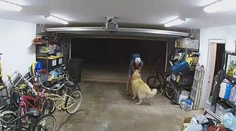 VIDEO: Zvrat pri krádeži bicykla. Muž sa vrátil na miesto činu, aby si pohladkal psa
