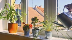 Zalievanie odstátou vodou má háčik. Niektorým rastlinám môže aj škodiť