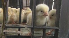 Šialenstvo pre havarované kuriatka. Namiesto kafilérie skončili v ľudských domovoch