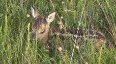 Túžba pomôcť sa môže skončiť tragédiou. Opustených mláďat sa za žiadnych okolností v lese nedotýkajte