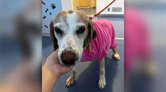 FOTO: Sučka mala vážne problémy s močením. Veterinári neverili, čo našli v jej tele