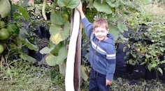 Pestovateľská rarita: Ján vypestoval gigantickú uhorku, jej dĺžku určite neuhádnete