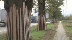 Zachovanie stromov je prioritou. V Poľsku pri výstavbe rýchlostnej cesty chránia vzácnu agátovú alej