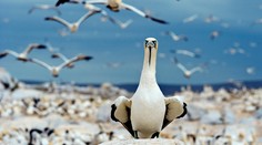 V Írsku padali z neba desiatky vtákov. Odborníci sú v strehu