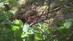 Na Liptove našli v lese mŕtveho muža, pravdepodobne ho zabil medveď