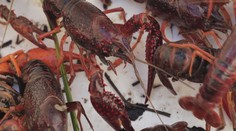 Na Turci objavili obrovské množstvo raka červeného. Pre našu prírodu predstavuje katastrofu