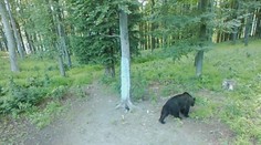 V Strážovských vrchoch napadol medveď poľovníka, dohrýzol mu nohy