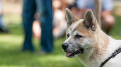 Domáci miláčik ako liek: Ako vám môže pes zlepšiť psychické zdravie?